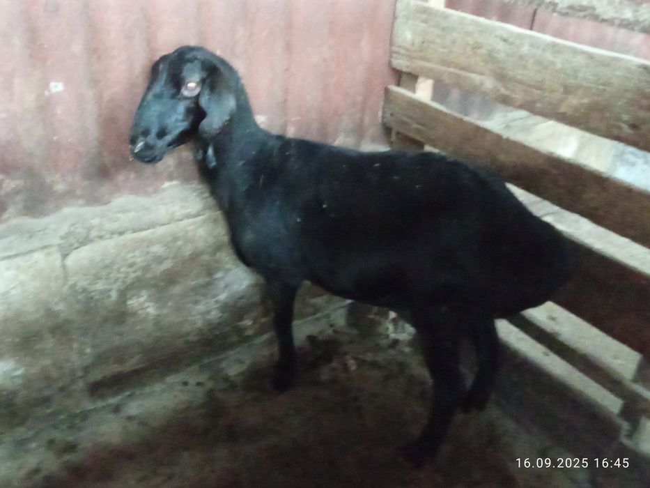 Продам бараны жырные срочно