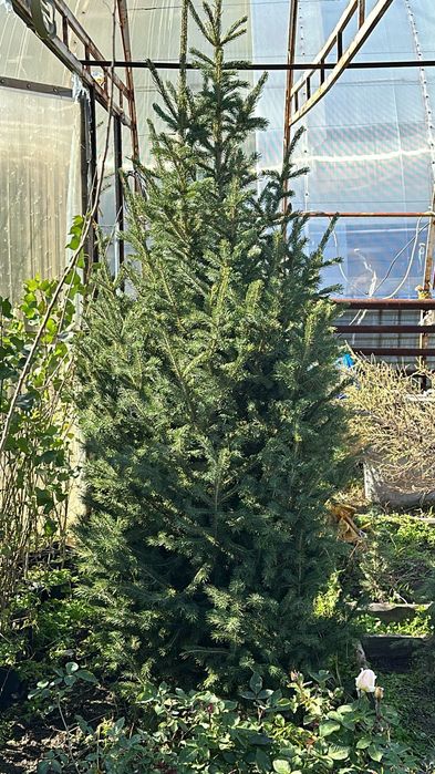 Продаются  ЕЛИ, Тополя