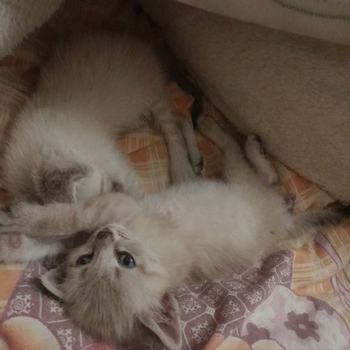 котята ищут хозяев
