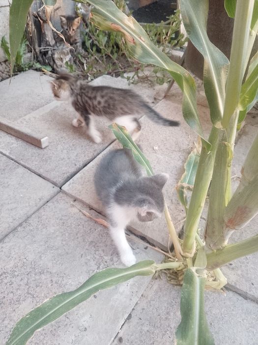 Котята в хорошие руки