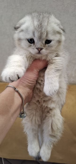 Чистокровные котята скоттиш фолд