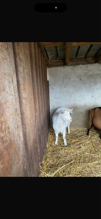 Vând o caprița si un țap tineri