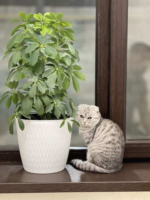 Продам кошечку . Шотландская вислоухая , 1.2 года