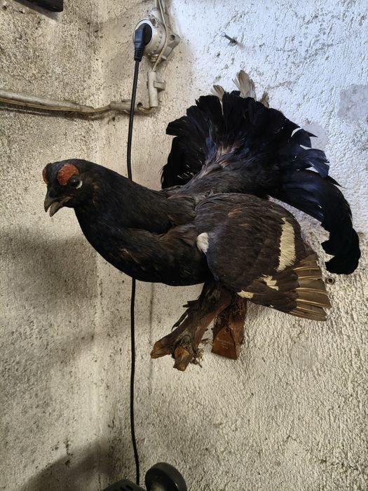 Cocoș de munte împăiat