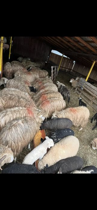 Vand oi turcane/băle sau schimb cu excavator