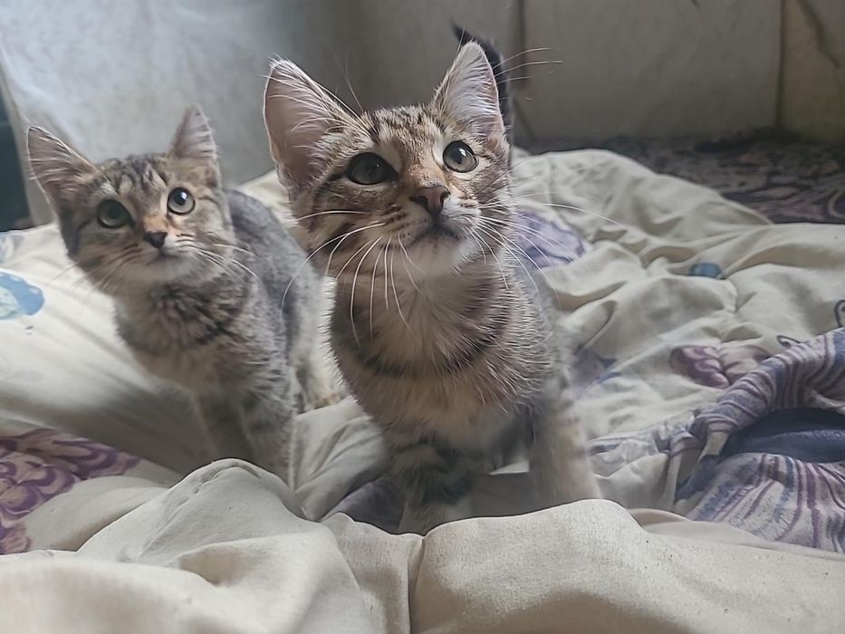 Котенок в добрые руки