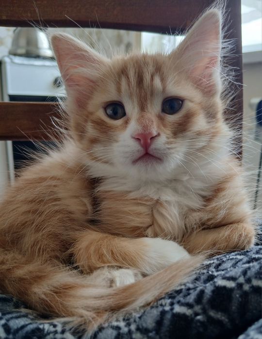 Отдам котят в добрые руки