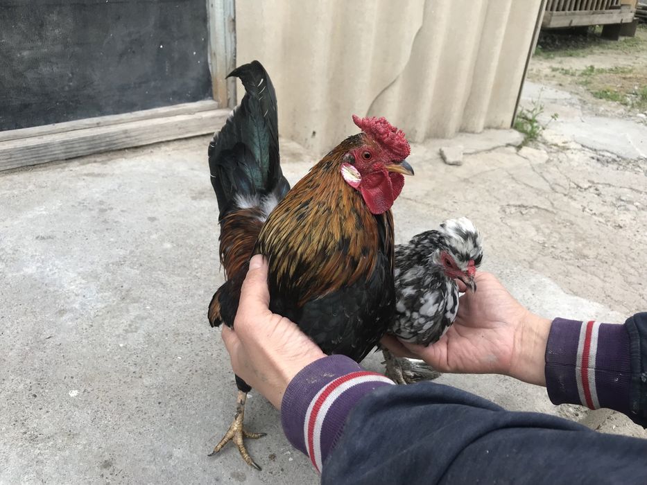 Карликовые куры     .