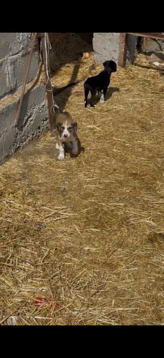 Тазы күшіктер сатылады