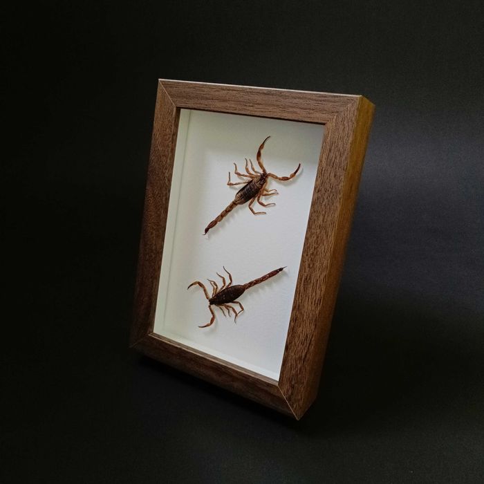 Подарък за зодия Скорпион, Препариран истински скорпион в рамка