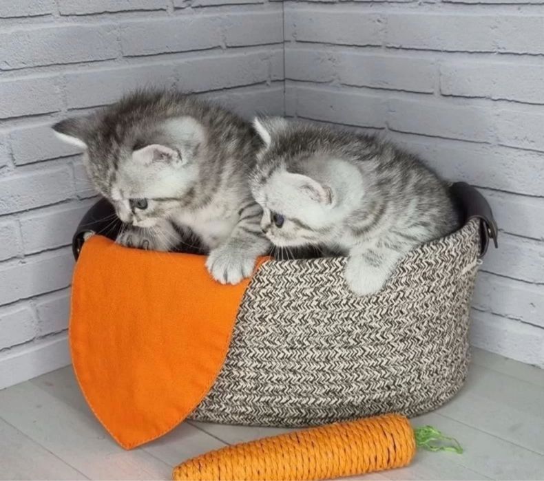 Шикарненькие Котятки