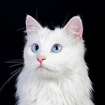 Вязка кот Турецкого Ангора