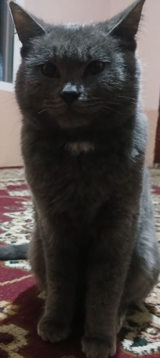 Zotdor mushuk sotiladi.