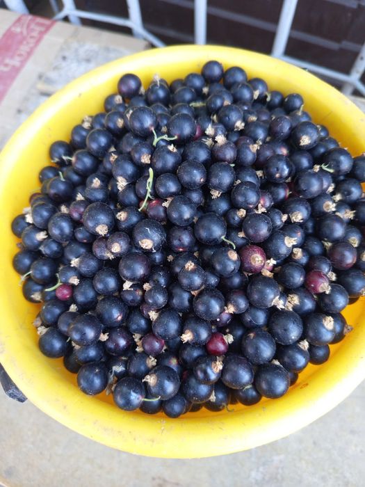 Продам смородину домашнюю крупную