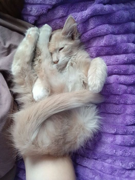 Отдам котика в добрые руки