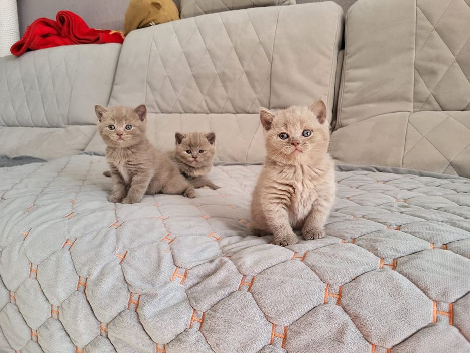 Котята Британской Породы.