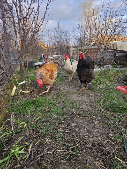 Cocosi sau cocosi: Ameraucana, Leghorn si mixt