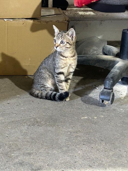 Отдам красивого котёнка