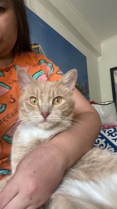 Пропал кот по кличке «Симба».