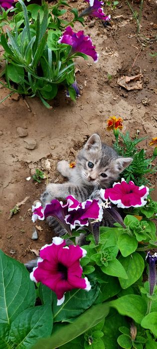 Отдам котёнка в добрые руки