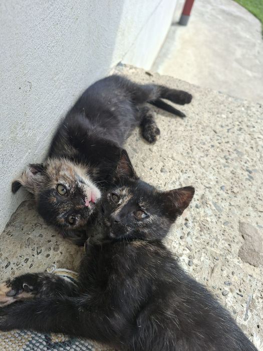 Donez pui de pisică