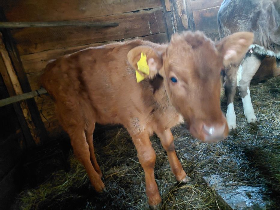 Продам тёлочку 2 месяцев