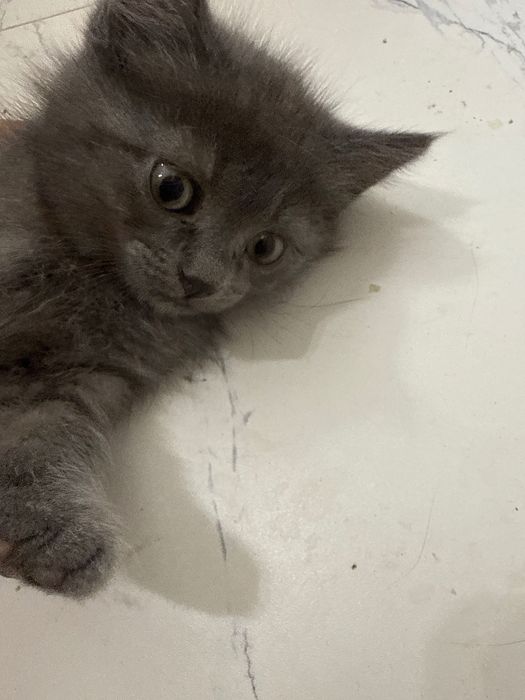 Котята  полукровки