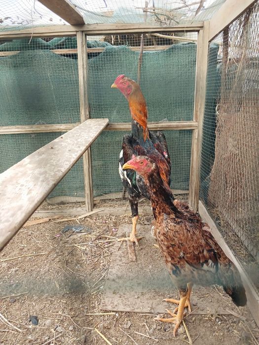 Sotiladi jufti 600 000 uzs  kelishamiz