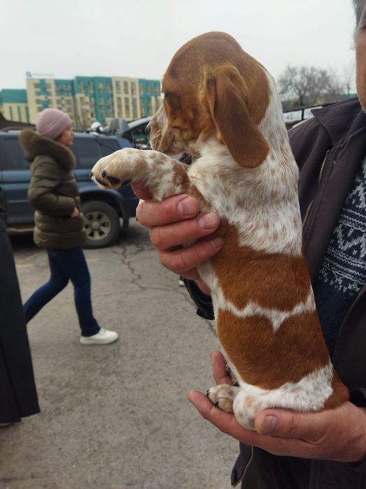 Спаниель плюс джек-рассел