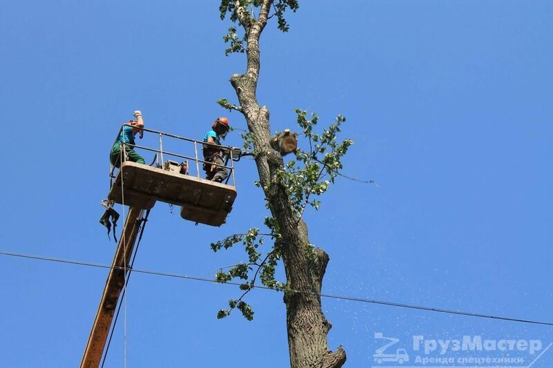 Спил деревьев и Распил деревев
