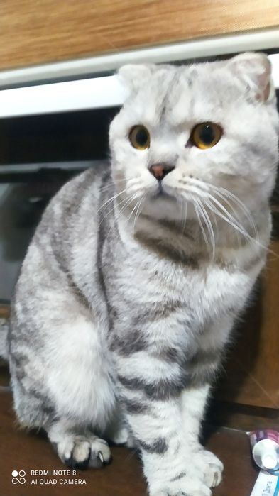 Милый домашний котенок