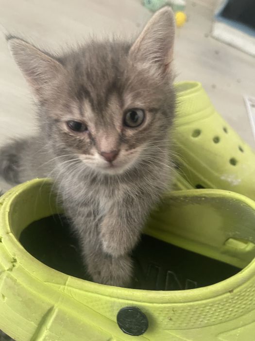 Отдаем котят смесь британца и рэгдолл