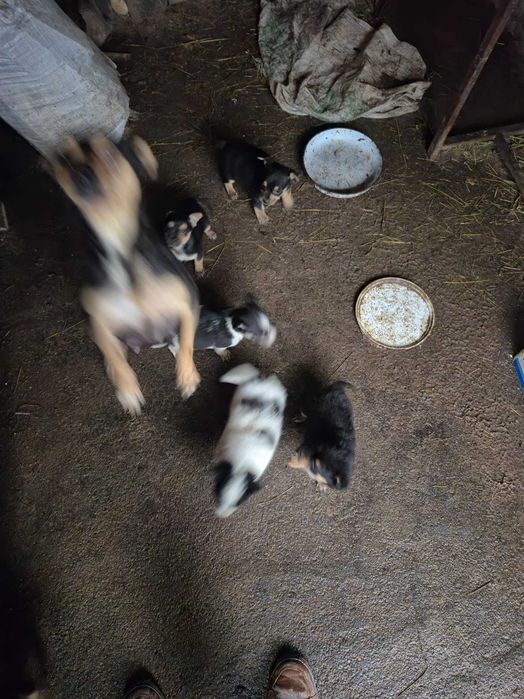 Продавам кученца