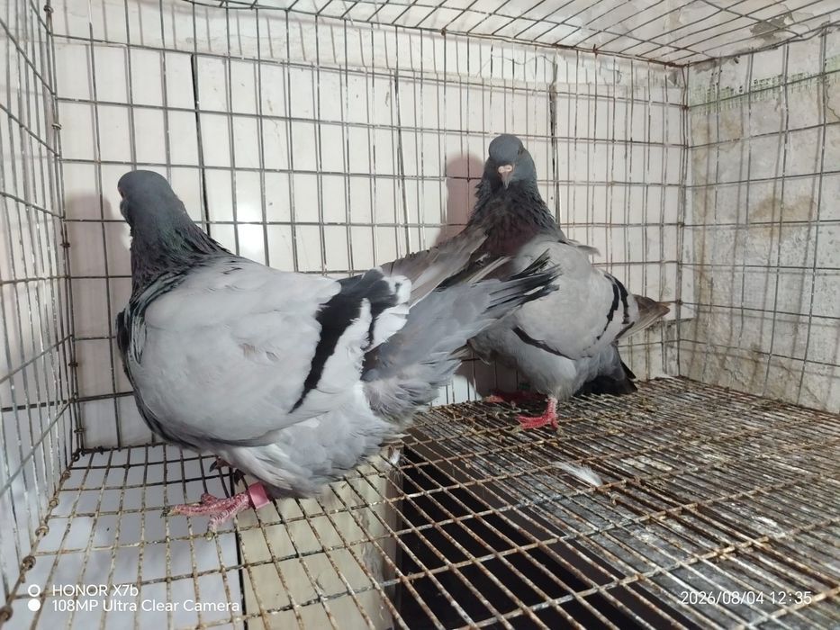 Porumbeii mondaini