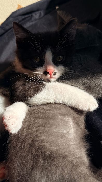 Отдам котят в добрые руки
