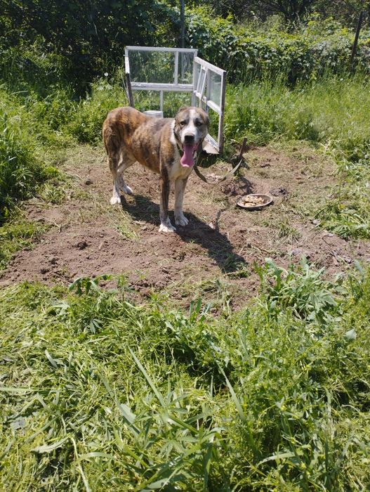 Продам Алабая,тобет