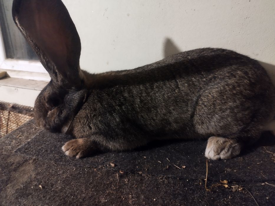 Uriaș German de vânzare!