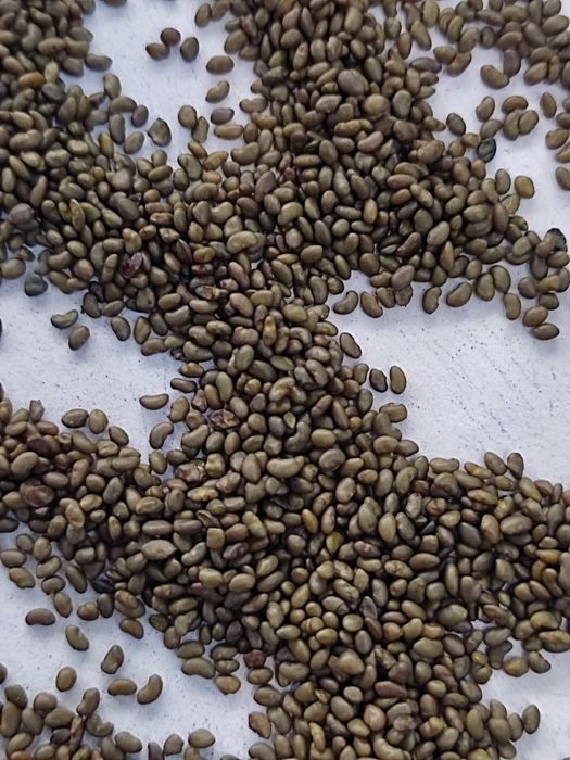 Семена люцерна ,