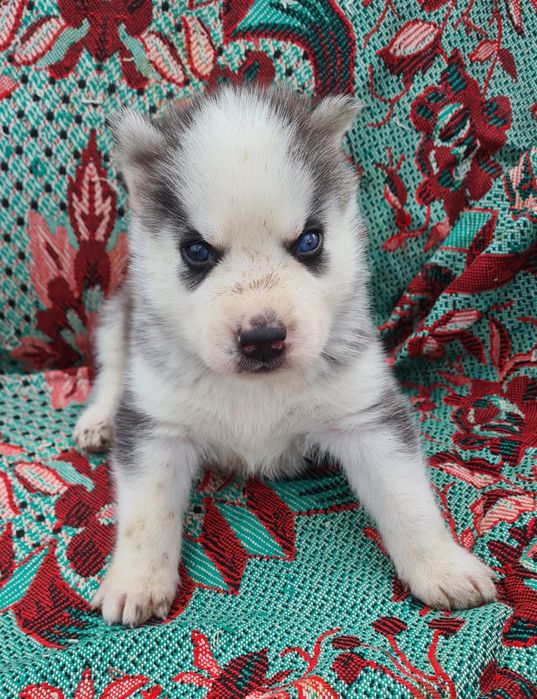 Продам щенков сибирской хаски.