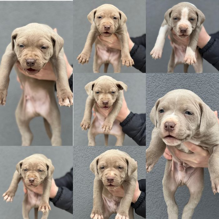 Питбул  blue fawn