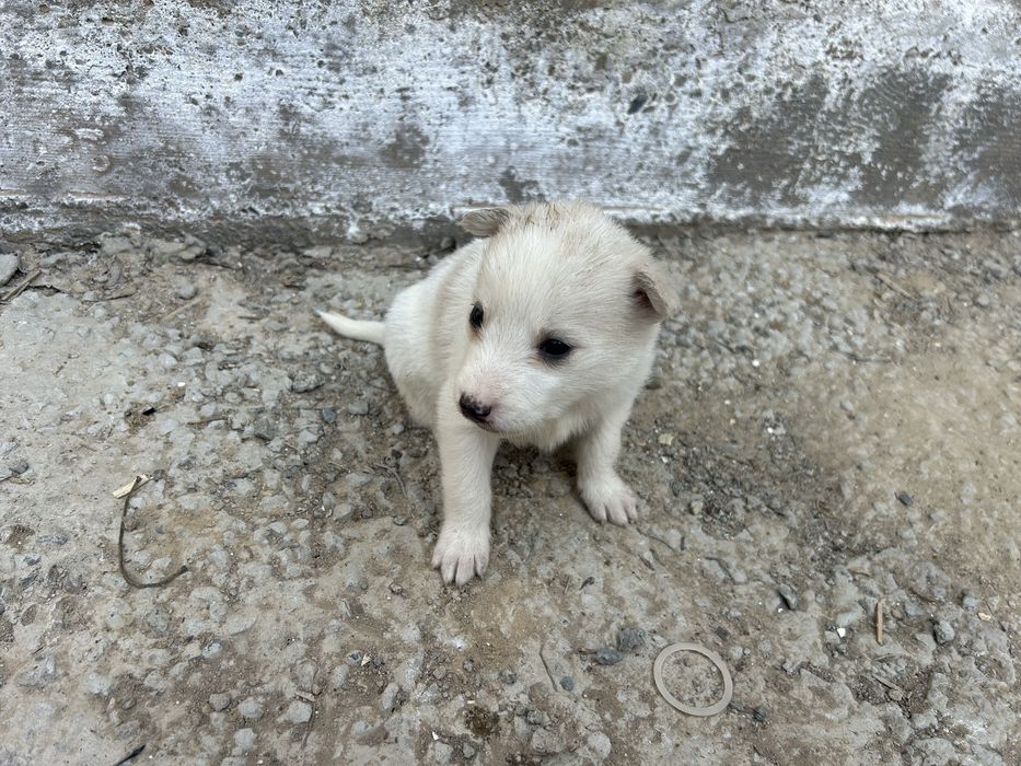 Таза лайканын кушиктери сатылады