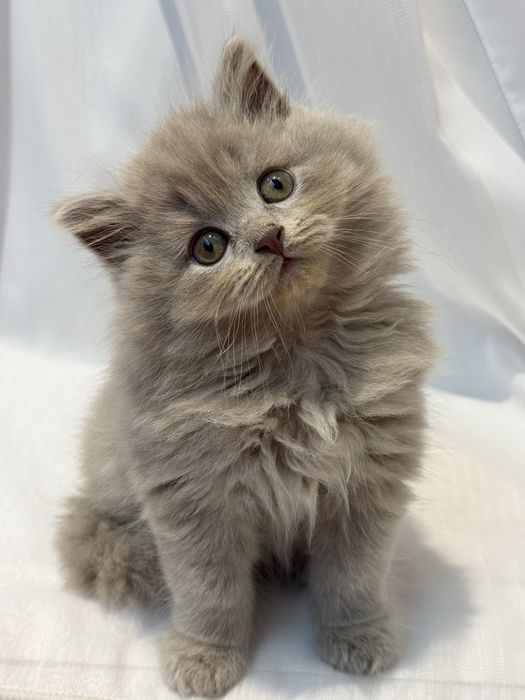 Scottish Fold zotli mushukchalar