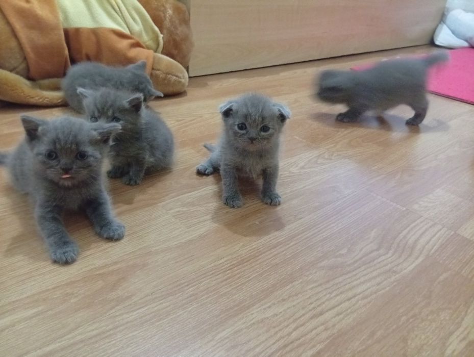 Puii british blue