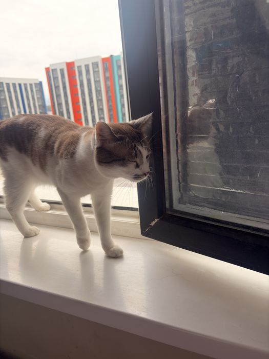 Отдам кота бесплатно