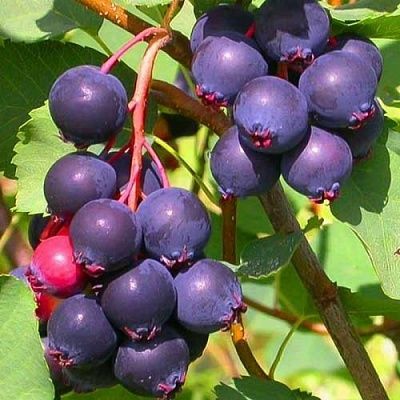 Продам домашнию иргу