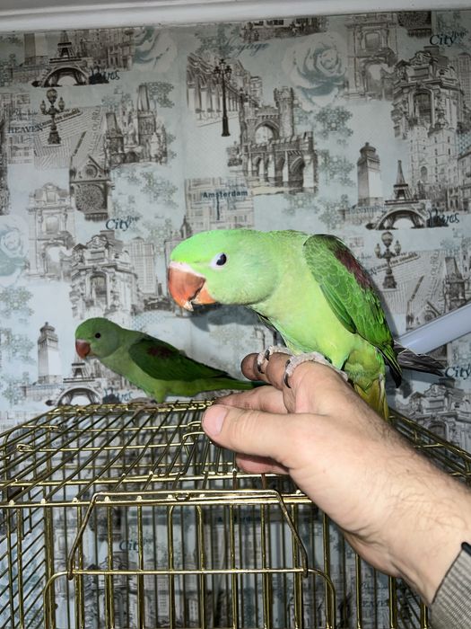 Продам Александрийского попугая выкормыша