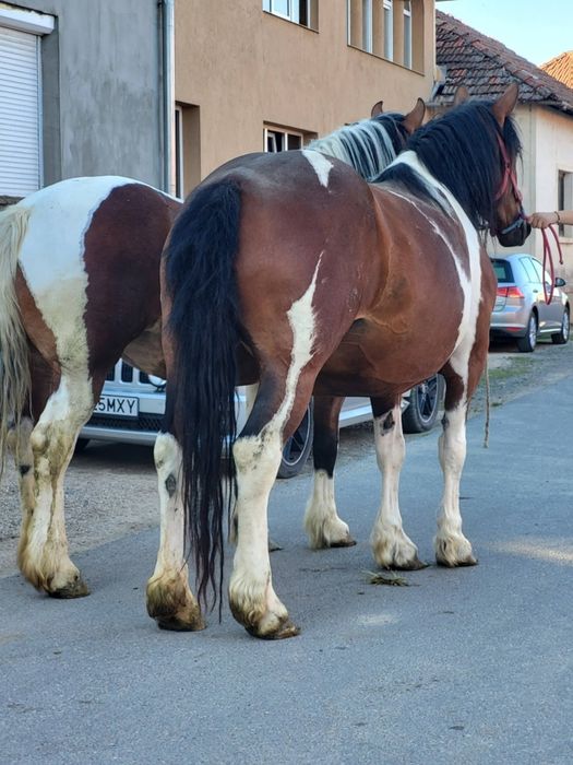 De vânzare doua manze