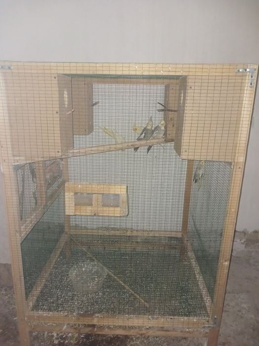 Попугай карелла.