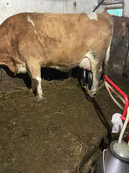 Vând vacă cu vițică