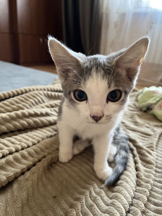 Отдам котят бесплатно